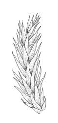 Brachythecium plumosum, branch detail. Drawn from A.J. Fife 6593, CHR 405566.
 Image: R.C. Wagstaff © Landcare Research 2019 CC BY 3.0 NZ